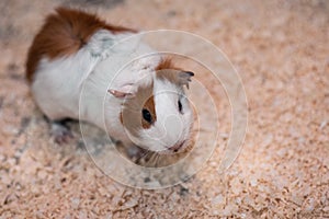 Portrait of cute guinea pig. Close up photo