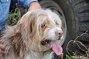 Portrait of a cute hairy dog