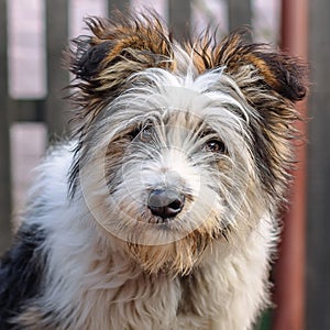 Portrait of cute hairy dog on blurry background