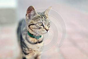 Portrait of cute happy adorable funny small tabby kitten walking outdoors at city street. Beautiful young little cat playing at