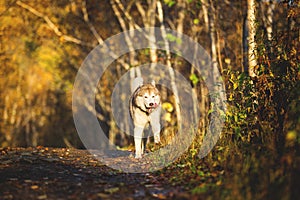 Portrait of cute and happy dog breed Siberian husky running on the path in the bright golden autumn forest
