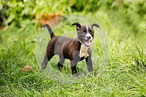 Portrait of a cute, happy mixed breed small puppy in black, brown and white colors, saved from the streets, playing in the backyar