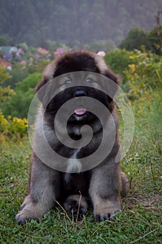 Portrait of cute happy puppy dog, Caucasian shepherd