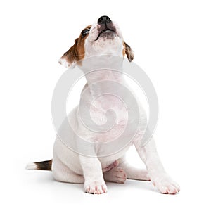 Portrait cute happy puppy dog jack russell terrier playing and howls like a wolf isolated on white background.