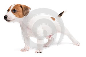 Portrait cute happy puppy dog jack russell terrier playing isolated on white background.