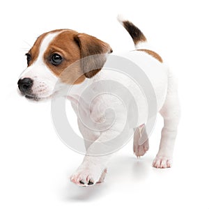 Portrait cute happy puppy dog jack russell terrier playing isolated on white background.