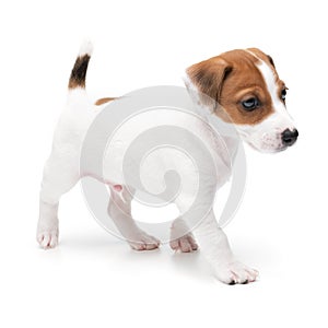 Portrait cute happy puppy jack russell terrier isolated on white background.