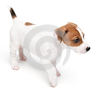 Portrait cute happy puppy jack russell terrier isolated on white background.