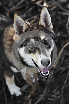 The Portrait of cute happy siberian laika