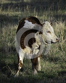 Portrait of cute Hereford calf