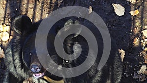 Portrait of cute himalayan black bear lying on its back. Safari Park, Russia