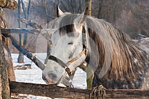 Portrait of cute horse having sleep in open stall