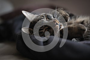 Portrait of a cute house cat lying on a blanketv