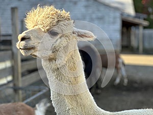 Portrait of cute Huacaya alpaca llama