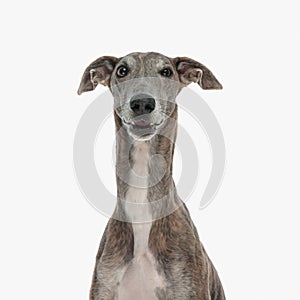 portrait of cute hunting dog with long neck looking forward