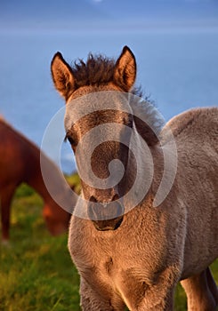 Portrait of a cute Icelandic dun foal in a midsummer night in Iceland