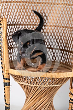 A portrait of a cute Jack Russell Terrier dog, standing on a rattan chair, isolated on a white background