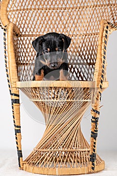 A portrait of a cute Jack Russel Terrier puppy sitting on a rattan chair, isolated on a white background