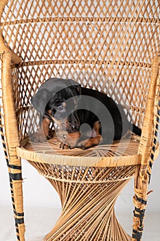 A portrait of a cute Jack Russel Terrier puppy sitting on a rattan chair, isolated on a white background