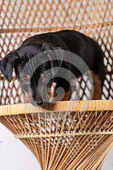 A portrait of a cute Jack Russel Terrier puppy, standing on hind legs on a rattan chair, isolated on a white background