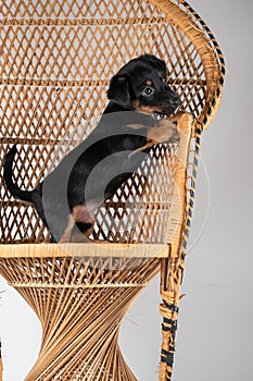 A portrait of a cute Jack Russel Terrier puppy, standing on hind legs on a rattan chair, isolated on a white background