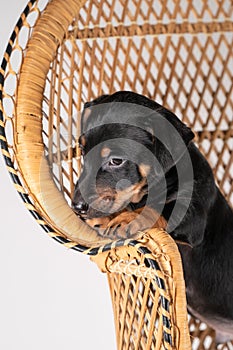 A portrait of a cute Jack Russel Terrier puppy, standing on hind legs on a rattan chair, part of body