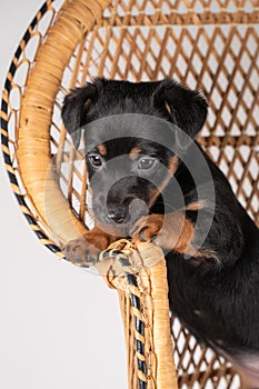 A portrait of a cute Jack Russel Terrier puppy, standing on hind legs on a rattan chair, part of body