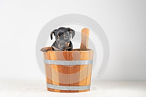 A portrait of a cute Jack Russel Terrier puppy, in a wooden sauna bucket, isolated on a white background