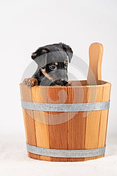 A portrait of a cute Jack Russel Terrier puppy, in a wooden sauna bucket, isolated on a white background