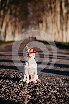 portrait of cute jack russell dog sitting at sunset on a road. Happy dog outdoors