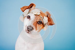 Portrait of cute jack russell dog wearing a crown of flowers over blue background. Spring or summer concept
