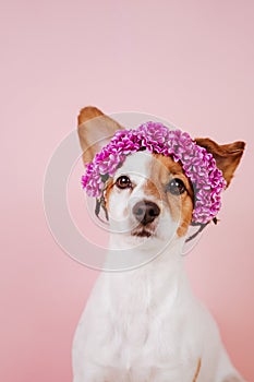 Portrait of cute jack russell dog wearing a crown of flowers over pink background. Spring or summer concept