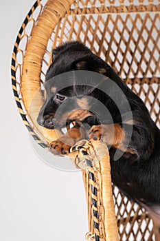 A portrait of a cute Jack Russell Terrier puppy, standing on hind legs on a rattan chair, part of body