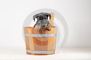 A portrait of a cute Jack Russell Terrier puppy, in a wooden sauna bucket, isolated on a white background