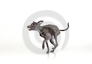 Portrait of cute joyful animal, Italian greyhound running with open mouth over white background. Pet looks healthy and