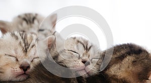 Portrait cute kitten cat family sibling sleeping together.