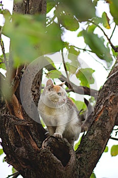 Portrait cute kitten climbs among tree branches in a garden.Beautiful cat sitting on a tree