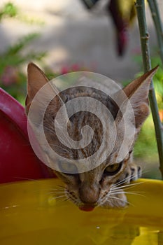 Portrait of cute kitten close up, brown cat pet animal domestic, green grass colorful