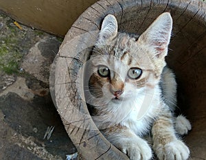 A Portrait Of A Cute Kitten Expression In The Mortar