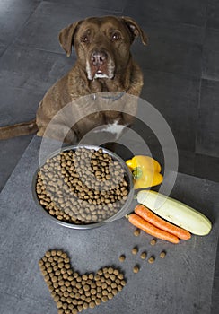 Portrait of cute Labrador dog with dog food