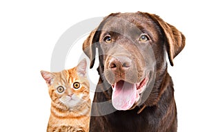 Portrait of a cute Labrador and ginger kitten Scottish Straight
