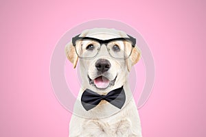 Portrait of a cute labrador puppy wearing glasses and a bow tie