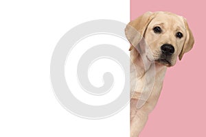 Portrait of a cute labrador retriever puppy on a pink background looking around the corner of an yellow empty board with space for