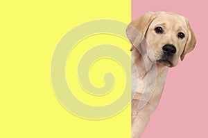 Portrait of a cute labrador retriever puppy on a pink background in a vertical image