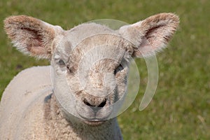 Portrait of a cute lamb in the green field