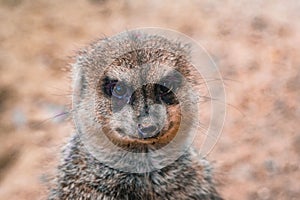 a portrait of a cute lemur