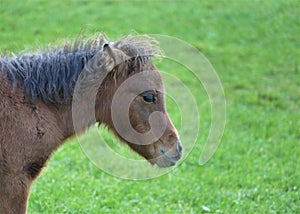 Portrait of cute little baby horse in the farm in nature