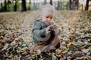 Portrait of cute little boy playing with conifer cone and wearing knitted hoodie in nautre, autumn concept.