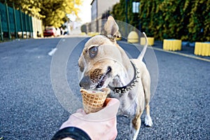 Retrato lindo pequeno el perro comer crema en gofres la esquina afuera. borroso urbano 