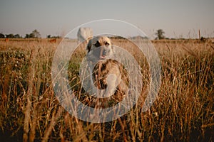 Portrait of cute little dog looking around in the grass field at sunset.